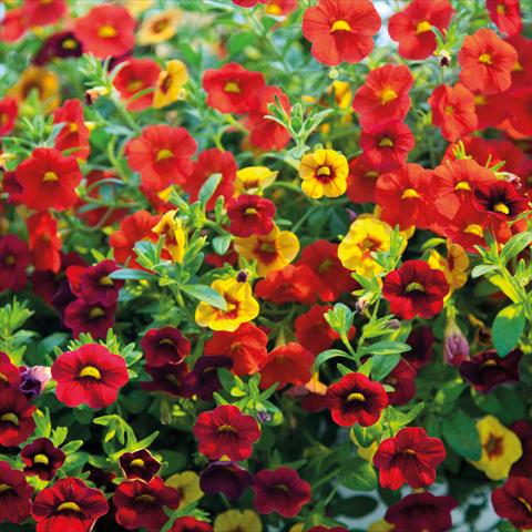 Photo de variété de fleurs à utiliser comme: Suspension / pot 2 Combo ColourGames Celebration Vulcano
