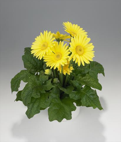 Photo de variété de fleurs à utiliser comme: Suspension / pot Gerbera jamesonii Royal Lemon