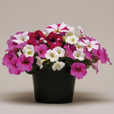 Photo de variété de fleurs à utiliser comme: Suspension / pot 4 Combo ColourGames Strawberry Pie