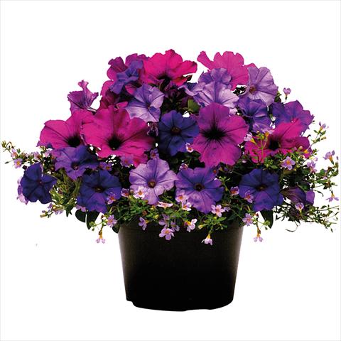 Photo de variété de fleurs à utiliser comme: Suspension / pot 2 Combo ColourGames Tray 50 Shades