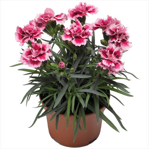 Photo de variété de fleurs à utiliser comme: Pot Dianthus Sublime Rose Picotee