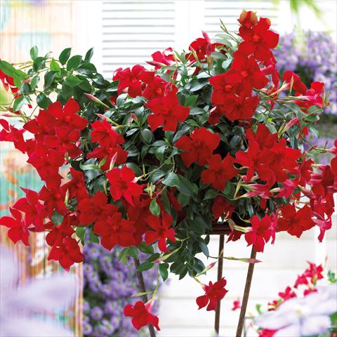 Photo de variété de fleurs à utiliser comme: Suspension / pot Dipladenia Beauty Bright Red