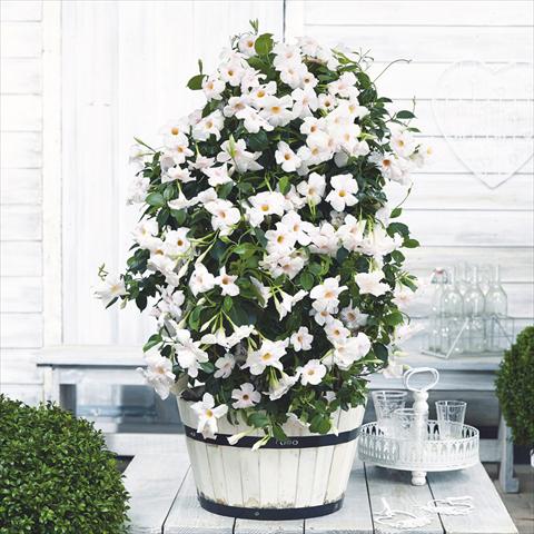 Photo de variété de fleurs à utiliser comme: Pot Dipladenia Beauty White