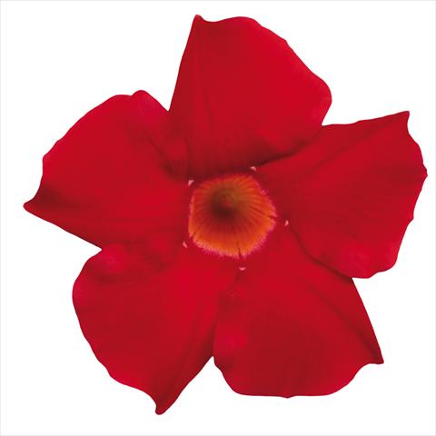 Photo de variété de fleurs à utiliser comme: Pot Dipladenia Classic Early Scarlet