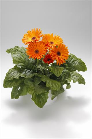 Photo de variété de fleurs à utiliser comme: Suspension / pot Gerbera jamesonii Royal Light Orange