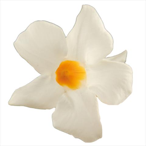 Photo de variété de fleurs à utiliser comme: Pot Dipladenia Classic White 16