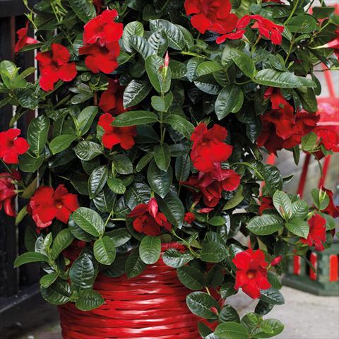 Photo de variété de fleurs à utiliser comme: Pot Dipladenia Cosmos Carmine-Red