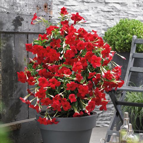 Photo de variété de fleurs à utiliser comme: Pot Dipladenia Grand Red
