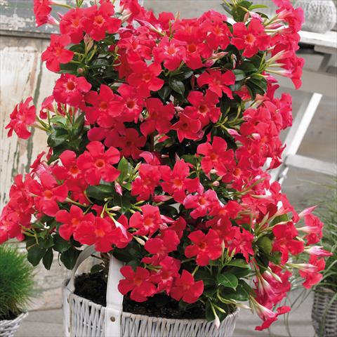 Photo de variété de fleurs à utiliser comme: Pot Dipladenia Grand Rose