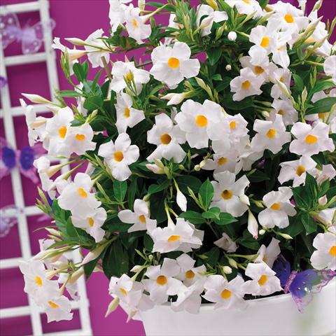 Photo de variété de fleurs à utiliser comme: Pot Dipladenia Grand White
