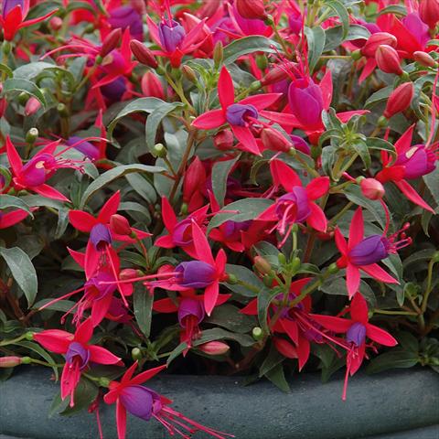 Photo de variété de fleurs à utiliser comme: Suspension / pot Fuchsia hybrida Tinklebell Cherry-Blue
