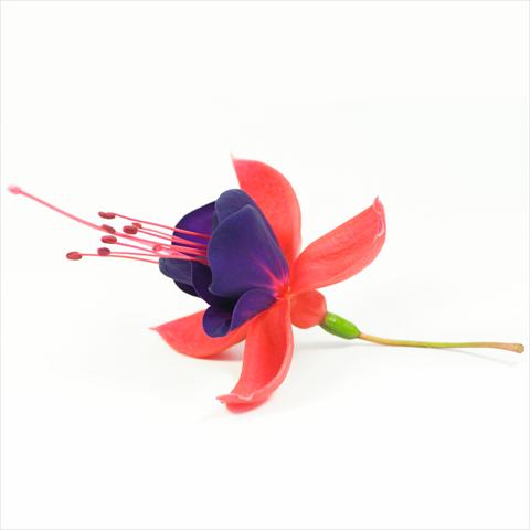 Photo de variété de fleurs à utiliser comme: Suspension / pot Fuchsia hybrida Tinklebell Red-Blue