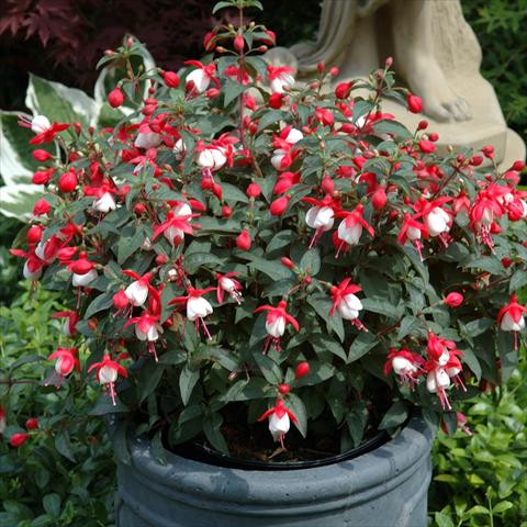 Photo de variété de fleurs à utiliser comme: Suspension / pot Fuchsia hybrida Tinklebell Red-White