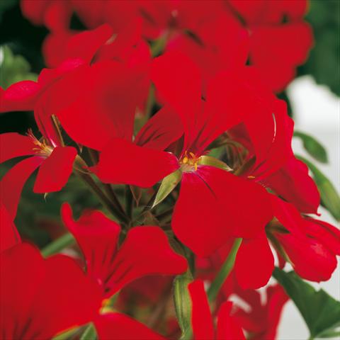 Photo de variété de fleurs à utiliser comme: Pot Pelargonium peltatum Prisma Red