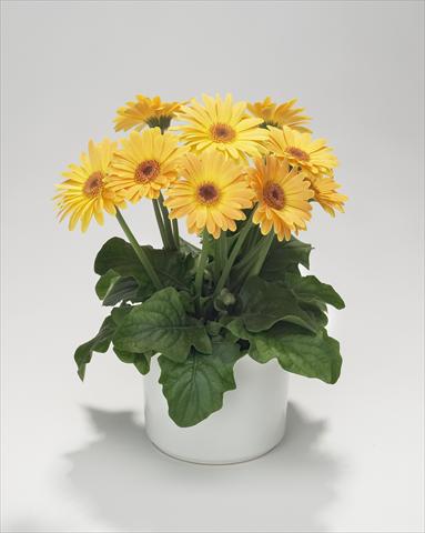 Photo de variété de fleurs à utiliser comme: Suspension / pot Gerbera jamesonii Royal Mini Golden Orange
