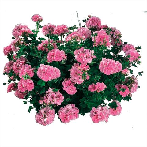 Photo de variété de fleurs à utiliser comme: Suspension / pot Pelargonium peltatum Cottage Light Pink