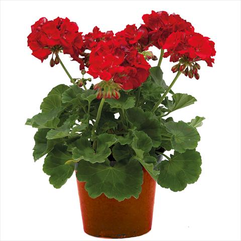 Photo de variété de fleurs à utiliser comme: Pot Pelargonium zonale Village Scarlet Red