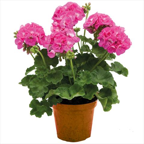 Photo de variété de fleurs à utiliser comme: Pot Pelargonium zonale Village XP Rose