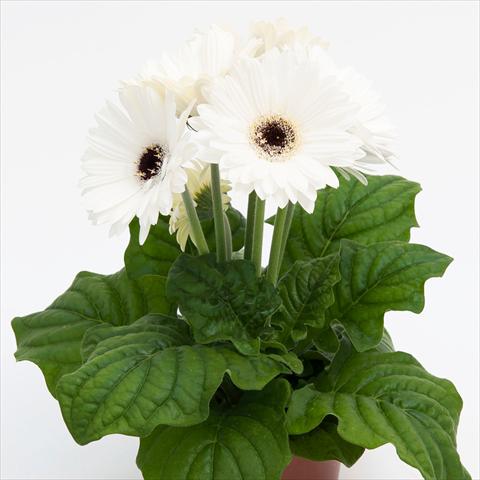 Photo de variété de fleurs à utiliser comme: Pot Gerbera jamesonii Contessa Bright White Dark Eye