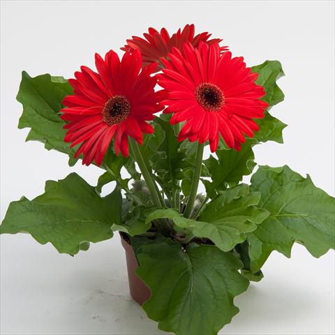 Photo de variété de fleurs à utiliser comme: Pot Gerbera jamesonii Contessa Red Dark Eye