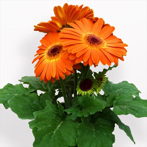 Photo de variété de fleurs à utiliser comme: Pot Gerbera jamesonii Contessa Sunset Orange