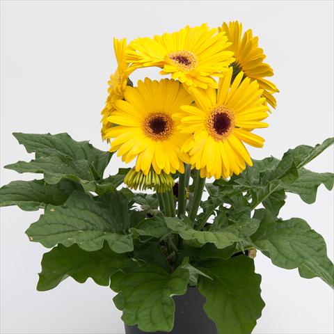 Photo de variété de fleurs à utiliser comme: Pot Gerbera jamesonii Contessa Yellow Dark Eye