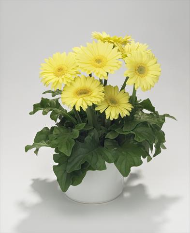 Photo de variété de fleurs à utiliser comme: Suspension / pot Gerbera jamesonii Royal Mini Lime Yellow