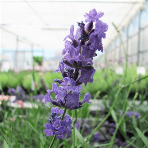 Photo de variété de fleurs à utiliser comme: Pot et Plante à massif Lavandula stoechas Lavinia Forever Blue