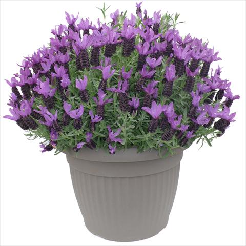 Photo de variété de fleurs à utiliser comme: Pot et Plante à massif Lavandula stoechas Lavinia Purple