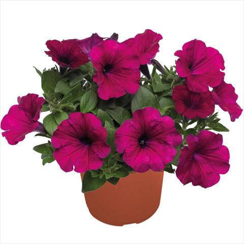 Photo de variété de fleurs à utiliser comme: Suspension / pot Petunia hybrida Top-Tunia Purple