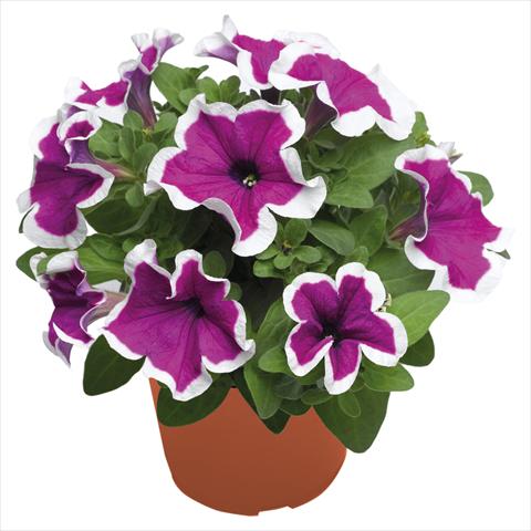 Photo de variété de fleurs à utiliser comme: Suspension / pot Petunia hybrida Top-Tunia Purple Picotee