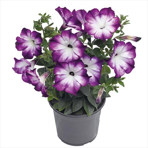 Photo de variété de fleurs à utiliser comme: Suspension / pot Petunia hybrida Top-Tunia Style Blue Swing