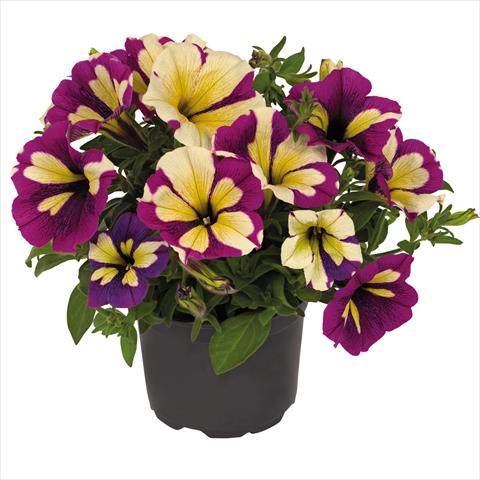 Photo de variété de fleurs à utiliser comme: Pot Petunia hybrida Top-Tunia Style Lavender Star