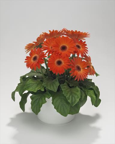 Photo de variété de fleurs à utiliser comme: Suspension / pot Gerbera jamesonii Royal Mini Orange