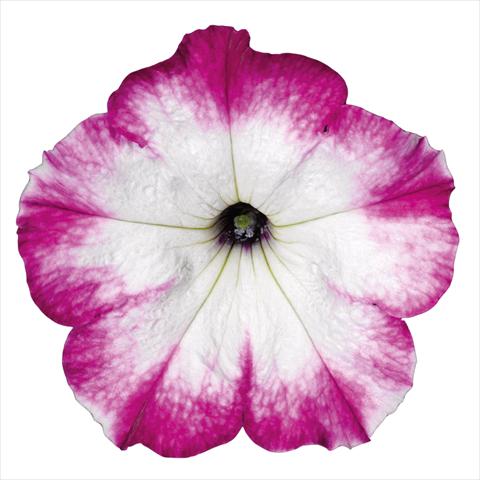 Photo de variété de fleurs à utiliser comme: Pot Petunia hybrida Top-Tunia Style Purple Swing