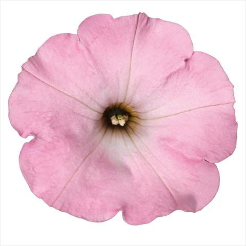 Photo de variété de fleurs à utiliser comme: Pot Petunia hybrida Top-Tunia Sweet Pink