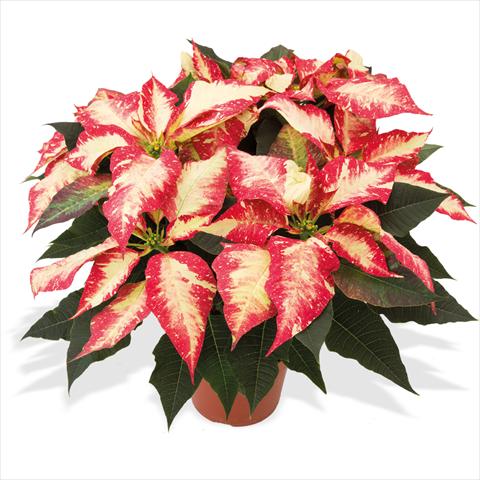 Photo de variété de fleurs à utiliser comme: Pot Poinsettia - Euphorbia pulcherrima Poinsettie Jingle Bell Rock