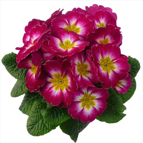 Photo de variété de fleurs à utiliser comme: Pot et Plante à massif Primula acaulis, veris, vulgaris Primabella Purple