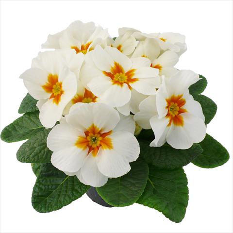 Photo de variété de fleurs à utiliser comme: Pot et Plante à massif Primula acaulis, veris, vulgaris Primabella White