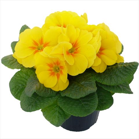 Photo de variété de fleurs à utiliser comme: Pot et Plante à massif Primula acaulis, veris, vulgaris Primabella Yellow