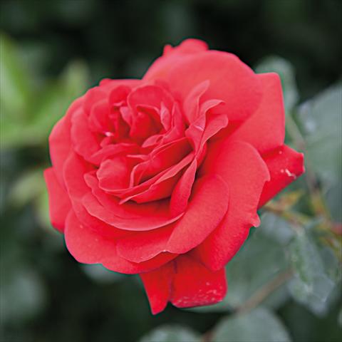 Photo de variété de fleurs à utiliser comme: Pot et Plante à massif Rosa Tea Scarlet Bonica