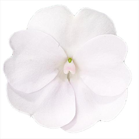 Photo de variété de fleurs à utiliser comme: Plante à massif, pot ou Suspension Impatiens N. Guinea Sunpatiens Clear White