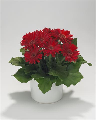 Photo de variété de fleurs à utiliser comme: Suspension / pot Gerbera jamesonii Royal Mini Red