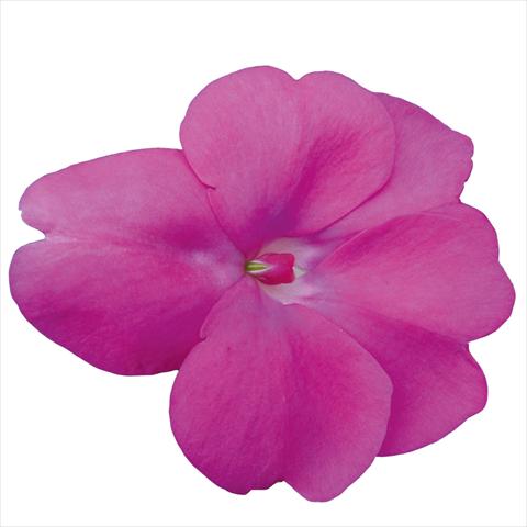 Photo de variété de fleurs à utiliser comme: Plante à massif, pot ou Suspension Impatiens N. Guinea Sunpatiens Hot Lilac