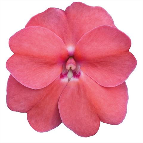 Photo de variété de fleurs à utiliser comme: Plante à massif, pot ou Suspension Impatiens N. Guinea Sunpatiens Pink Pearl