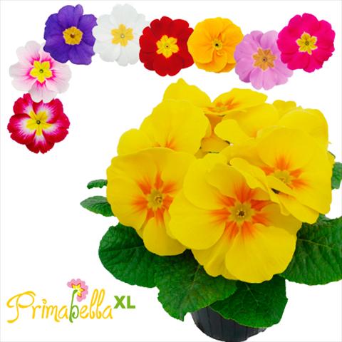 Photo de variété de fleurs à utiliser comme: Pot et Plante à massif Primula acaulis, veris, vulgaris Primabella XL