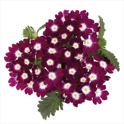 Photo de variété de fleurs à utiliser comme: Pot Verbena hybrida Majesty Burgundy Charme