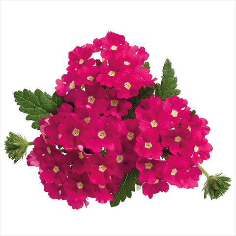 Photo de variété de fleurs à utiliser comme: Pot Verbena hybrida Majesty Hot Pink Charme