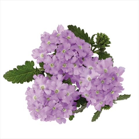 Photo de variété de fleurs à utiliser comme: Pot Verbena hybrida Majesty Lavender