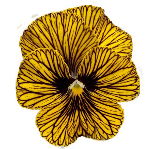 Photo de variété de fleurs à utiliser comme: Plante à massif, pot ou Suspension Viola wittrockiana Superba Mini Tiger